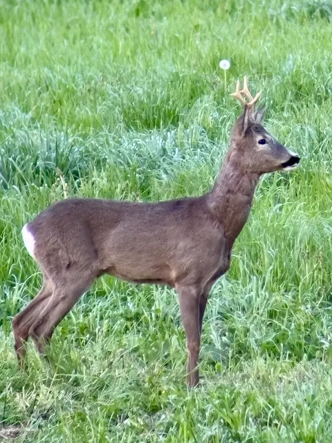 Die Rehbrunft findet von Mitte Juli bis Mitte August statt. | Foto: privat Silberschneider