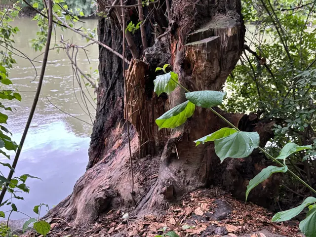 Foto: Nathanael Peterlini/MeinBezirk