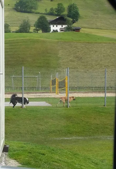 Der Kampler Beachvolleyballplatz ist für Hunde tabu! | Foto: Tiroler Bergwacht - Einsatzstelle Stubai