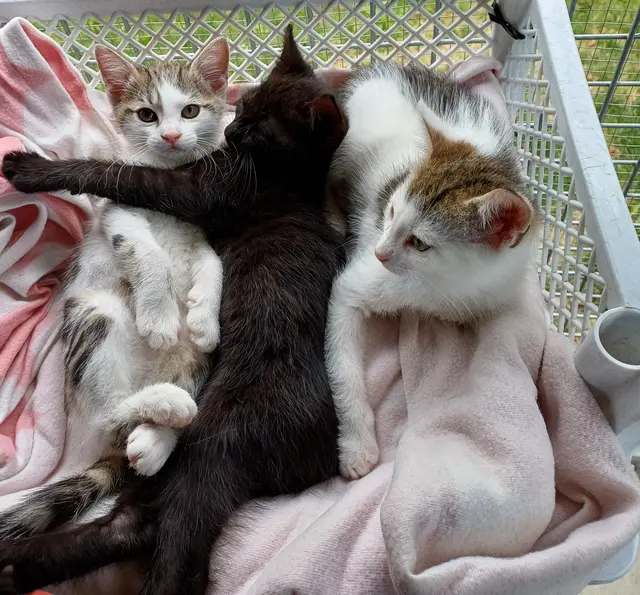 Babykatzen im Katzenhaus der Weizer Katzenfreunde. | Foto: Anita Trexler