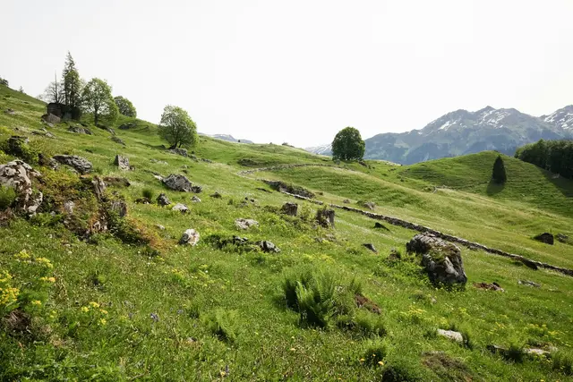 Am Samstag wurde anlässlich des steiermarkweiten „Tags der Almen“ auf der Tyrnaueralm ein Almputztag abgehalten, gelegen an der Grenze der Bezirke Graz-Umgebung und Weiz. (Symbolbild) | Foto: Lukas Gächter/Unsplash