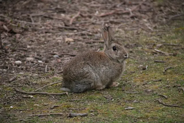 Eine neue Virusvariante der Myxomatose rafft derzeit ganze Kaninchenkolonien am Handelskai dahin – die Stadt ruft zur Impfung von Haustieren auf. | Foto: Kathrin Klemm