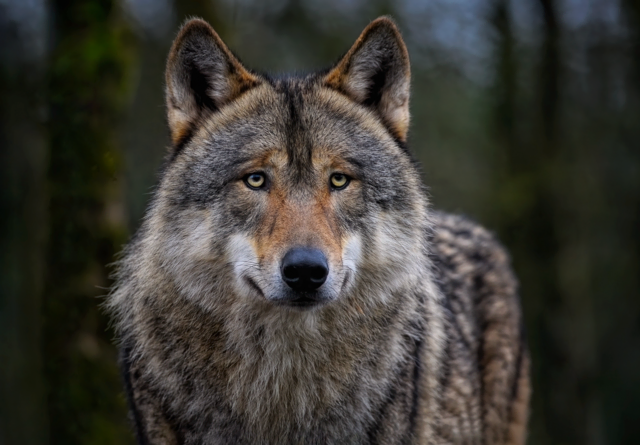 In Piesendorf besteht der Verdacht, dass eine Rehgeiß von einem Wolf gerissen wurde. | Foto: Symbolbild: Pixabay
