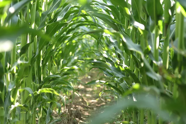 Eingedrungen in die Welt des KUKURUZ-FELDES
auf der Suche nach den neuesten "FRISUREN".