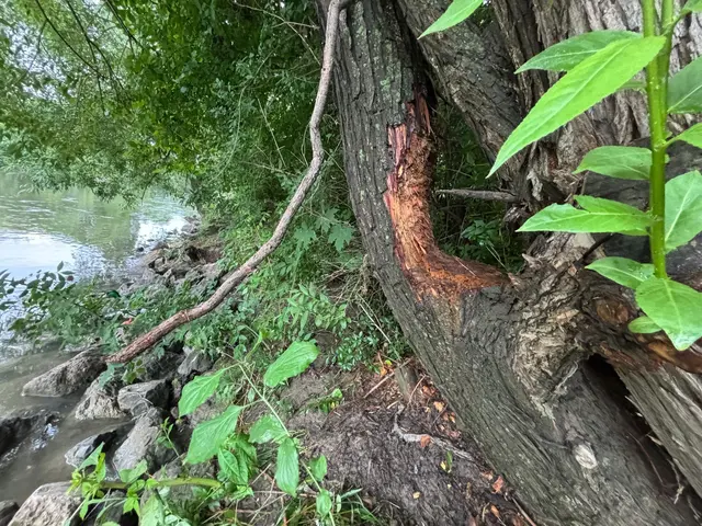 Die Fraßstellen der Biber am Donaukanalufer würden immer mehr werden, wie Anrainerinnen und Anrainer berichten. | Foto: Nathanael Peterlini/MeinBezirk