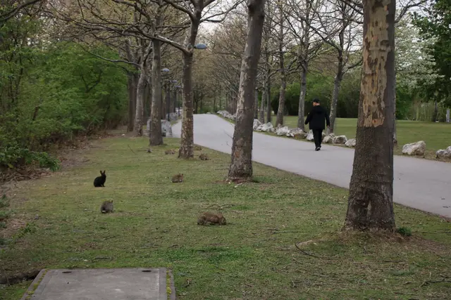 Spaziergehende und Kaninchen begegnen sich am Treppelweg. | Foto: Kathrin Klemm