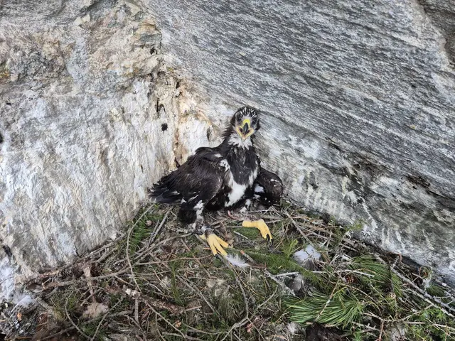 Zirki25 nach erfolgter Besenderung. | Foto: Franz Rührlinger