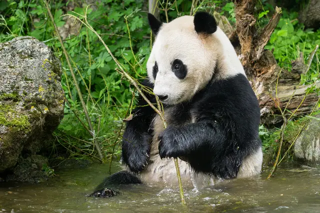 Im Tiergarten Schönbrunn sorgt man dafür, dass ich die Großen Pandas wohlfühlen.  | Foto: Daniel Zupanc