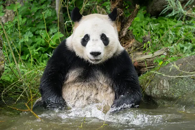 Die verspielten, jungen Pandas haben auch sichtlich Spaß am Planschen.  | Foto: Daniel Zupanc