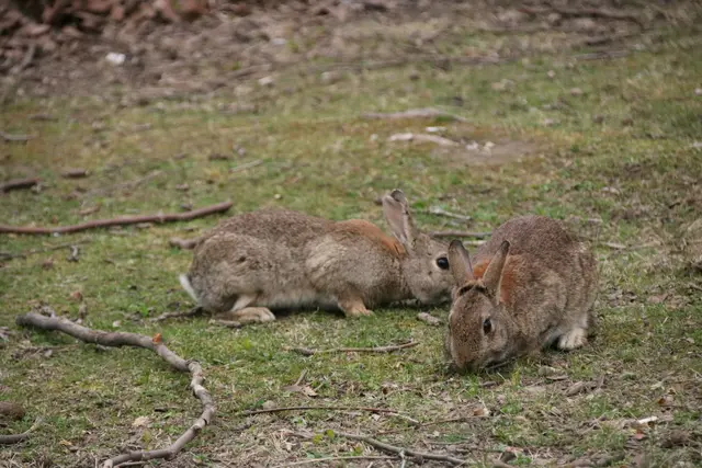 Am Handelskai haben sich in den letzten Jahren mehrere Kaninchenkolonien gebildet. Immer wieder werden dort Hauskaninchen ausgesetzte, die sich mit Wildkaninchen kreuzen und unkontrolliert vermehren. | Foto: Kathrin Klemm