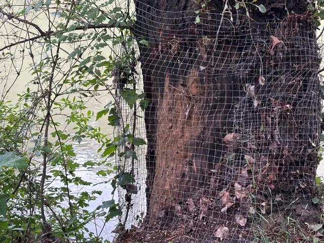 Gitter sollen die Bäume am Donauufer vor den Bibern schützen. | Foto: Nathanael Peterlini/MeinBezirk