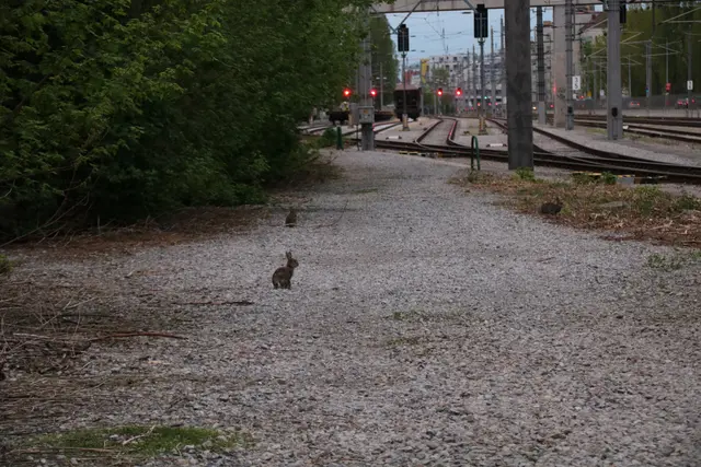 Selbst die ÖBB-Gleise schrecken die Tiere nicht zurück. | Foto: Kathrin Klemm