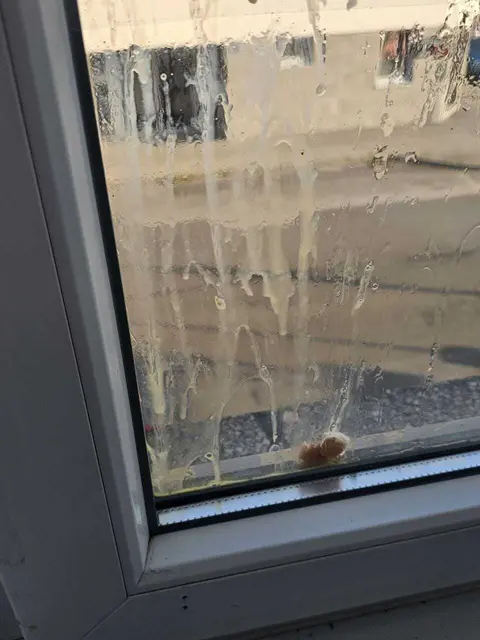 Bezirkszentrale nach Ei-Wurf | Foto: FPÖ Niederösterreich