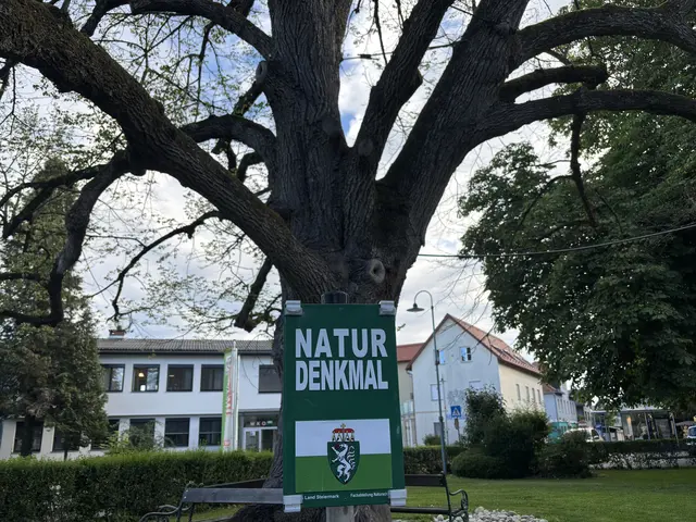 Die alte Winterlinde am Vorplatz der Stadtpfarrkirche diente seit Jahrzehnten als wertvoller Schattenspender. Nun trägt sie nur noch sehr spärlich Blätter. | Foto: Waltraud Fischer