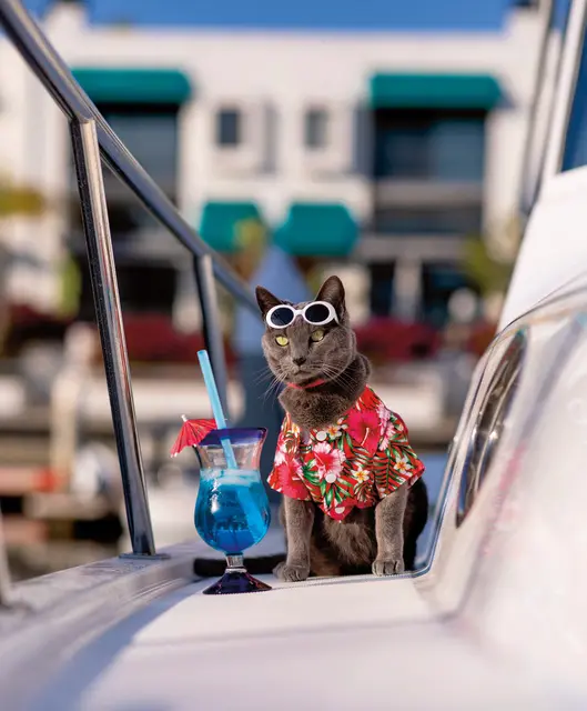 Sowohl Katze als auch Menschen konnten mit dem ursprünglichen "Cats and Cocktails"-Club auf ihre Kosten kommen. Für die Menschen gab es einen Cocktail, für die Katzen einen kleinen Bissen. | Foto: Soulmatesimages