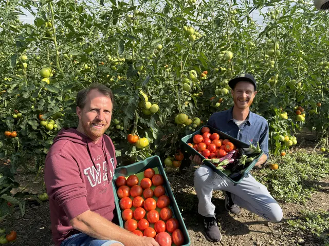 Gärtnermeister Simon Wedenig (l.) und Koch Daniel Kraschl haben Rezeptvorschläge für Tomaten. | Foto: MeinBezirk