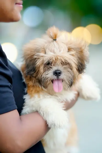 Der Hund, ein freundlicher Vierbeiner namens Ziggy, wurde der Sicherheitsbeauftragten übergeben. (Symbolbild) | Foto: Joydeb Biswas/Pexels