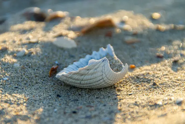 Urlaubserinnerungen vom Strand: Nicht alles darf mitgenommen werden. | Foto: pixabay/schütz mediendesign
