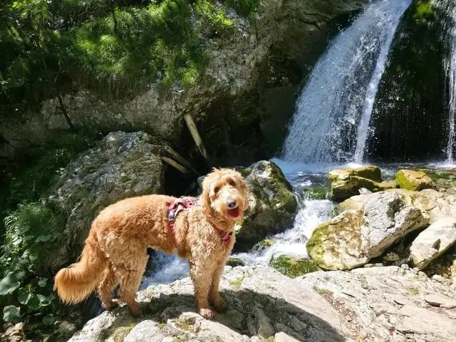 Hundedame Quinta genießt die Abkühlung beim Trefflingfall | Foto: Christian Hahn
