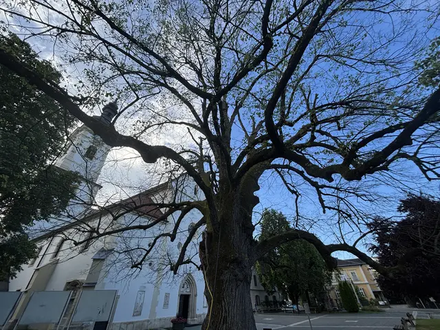 Trostloser Anblick: Die denkmalgeschätze Linde vor der Stadtpfarrkirche Leibnitz  | Foto: Waltraud Fischer