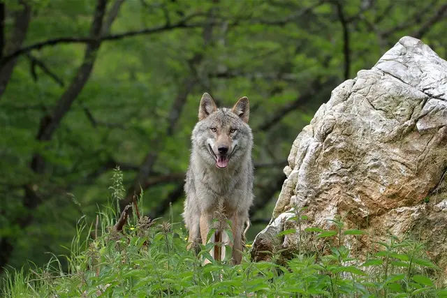 In Goldegg wurde ein neuer Wolfsverdachtsfall gemeldet. | Foto: Symbolfoto: Pixabay