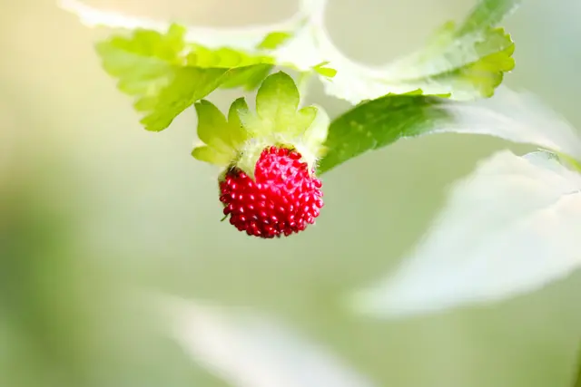 Die Indische Scheinerdbeere sieht appetitlich aus, aber schmeckt so gar nicht.