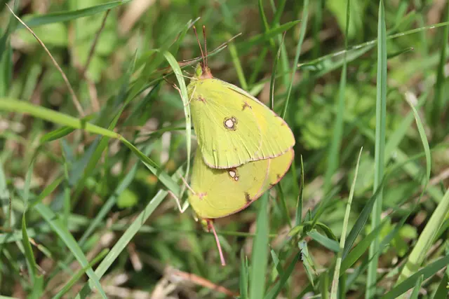 2 x Goldene Acht in flagranti erwischt......
Gerti DANKE😊