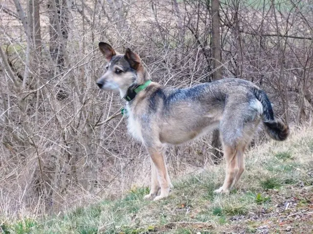 Mit Masha war es möglich, auch ohne Leine auf Feldern (!) zu gehen. Hier mit dem typischen skeptischen Blick. | Foto: Rebekka Sadiki-Peckary