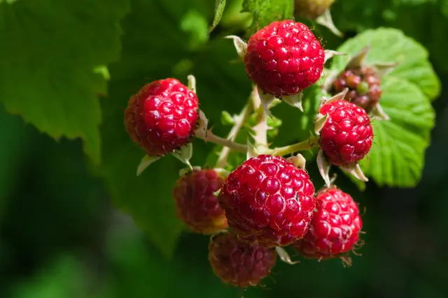Auch Himbeeren hängen dieser Tage reif an den Sträuchern. | Foto: unsplash/Stan Slade
