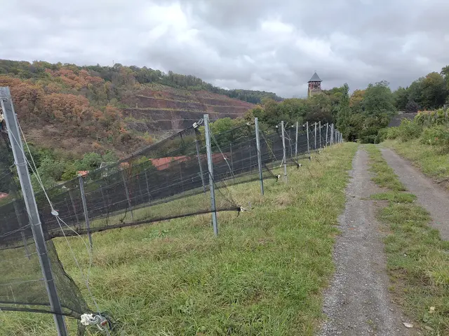Weingarten ohne Reben. In Klöch ist die Angst groß. | Foto: KK