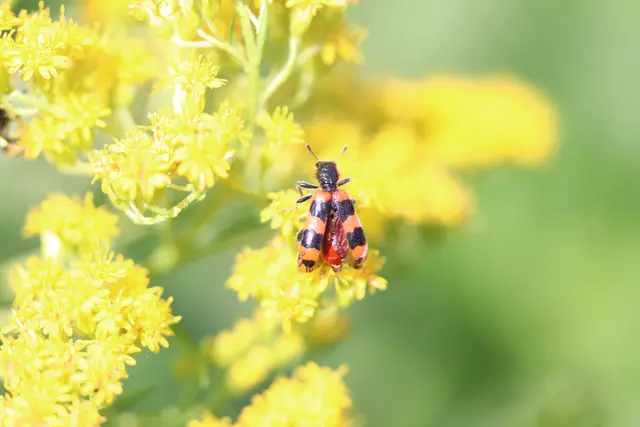 Gemeiner Bienenkäfer auf Goldrute