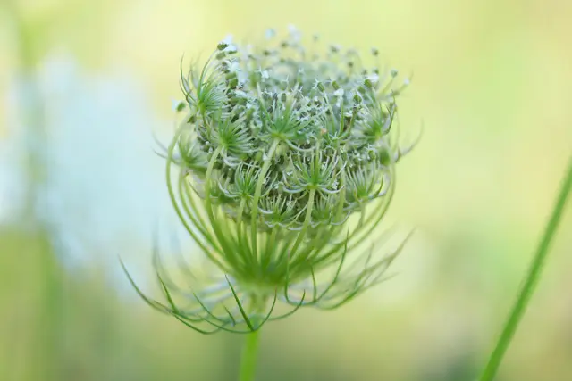 Wilde Möhre, eine zarte Schönheit.