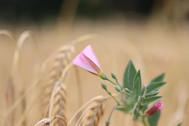 Das Getreide ist reif und eine Prunkwinde macht sich gut.