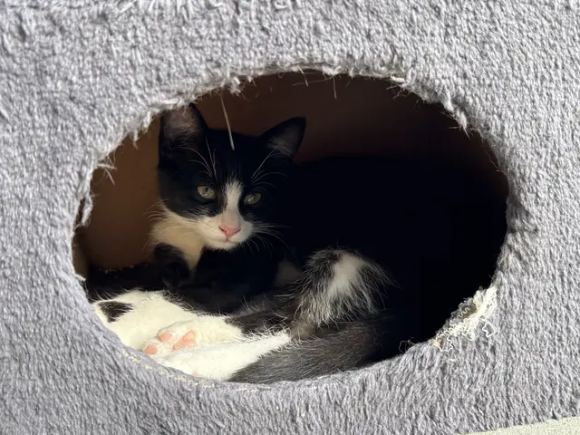 Babykatze der Weizer Katzenfreunde | Foto: MeinBezirk