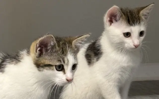 Zwei Babykatzen beim Katzenhaus in Weiz | Foto: MeinBezirk