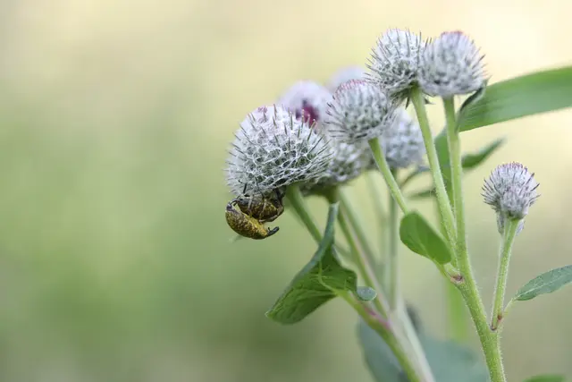  Rüsselkäfer auf einer Filz-Klette.