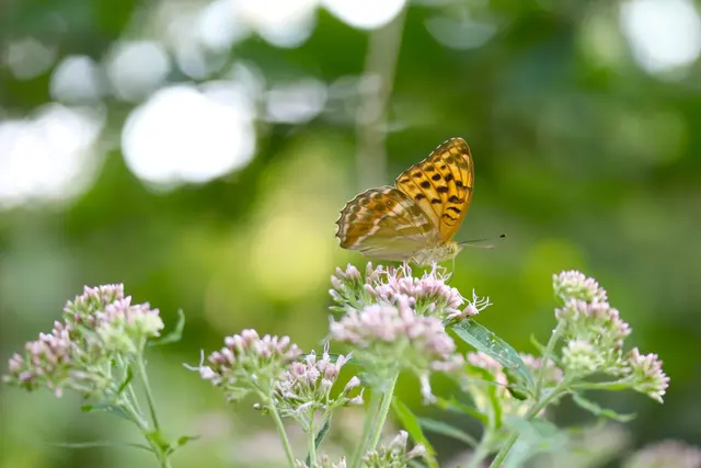 Großer Perlmuttfalter auf Dost