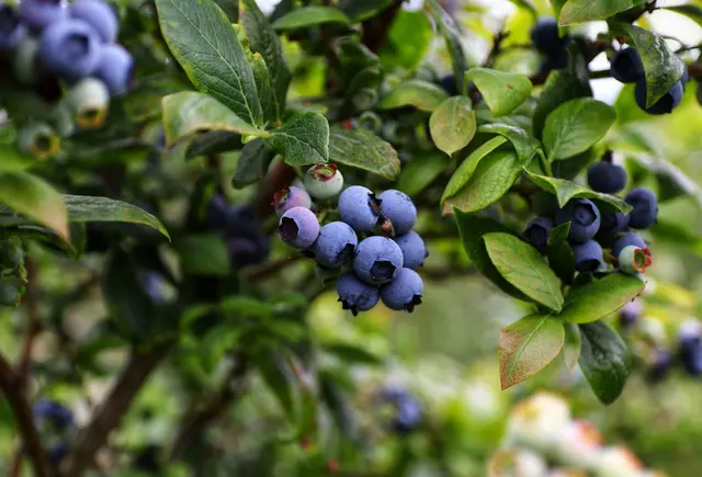 Heidelbeeren sind schmackhaft und gesund. Momentan reifen die Früchte an den Sträuchern und können vielerorts gepflückt werden. (Symbolbild) | Foto: unsplash/Mario Mendez