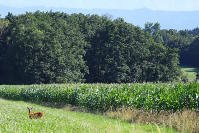 Rehbock beim grasen überrascht.