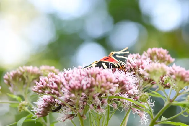 Russischer Bär auf Dost.