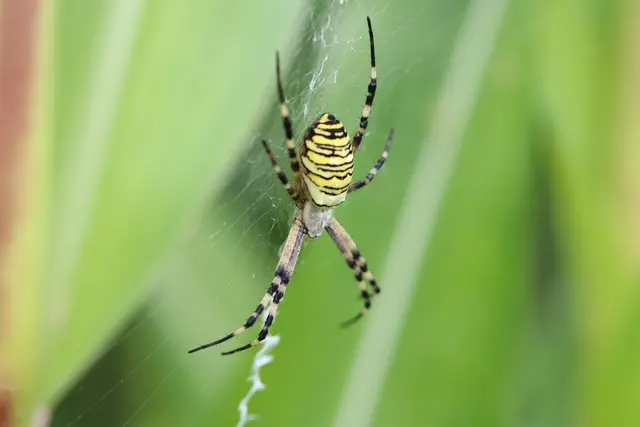 Wespenspinne