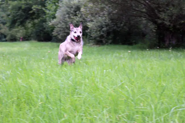 Masha -  Lebensfreude pur. Es muss auch mal ohne Leine gehen, wenn Hund und Mensch mitspielt. Freiheit! | Foto: Rebekka Sadiki-Peckary