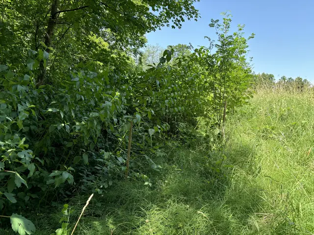 Viel Grün und Schattenspender an heißen Sommertagen: die Stadtwälder, so wie hier auf dem Mönchsberg. 
 | Foto: Lisa Gold