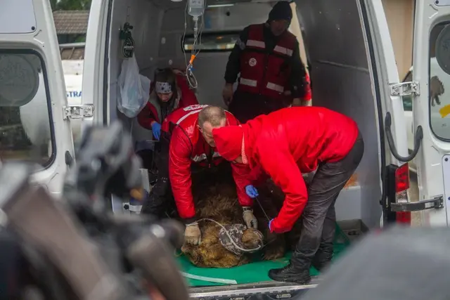 Erst im Mai wurde der slowenische Bär Felix gerettet und in den Bärenwald gebracht. | Foto: Vier Pfoten