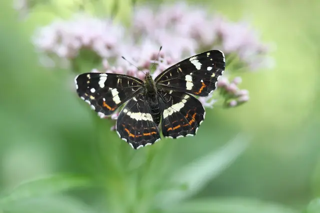 Landkärtchen
Danke Gerti für die Berichtigung🤗