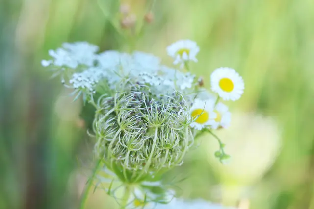 Wilde Möhre Blüten/Samenstand 
dekoriert mit den zarten Blüten des Berufskrautes. 