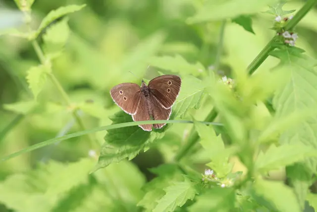 Großes Ochsenauge, obwohl er so klein ist....🤔