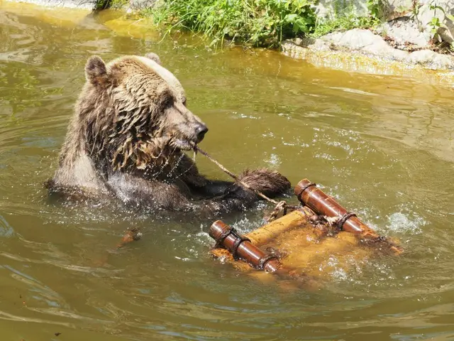 Im Bärenwald Arbesbach können gerettete Bären ihr Leben endlich in Frieden genießen. Hier spielt Bär Mark im Wasser. | Foto: Vier Pfoten (Archiv)