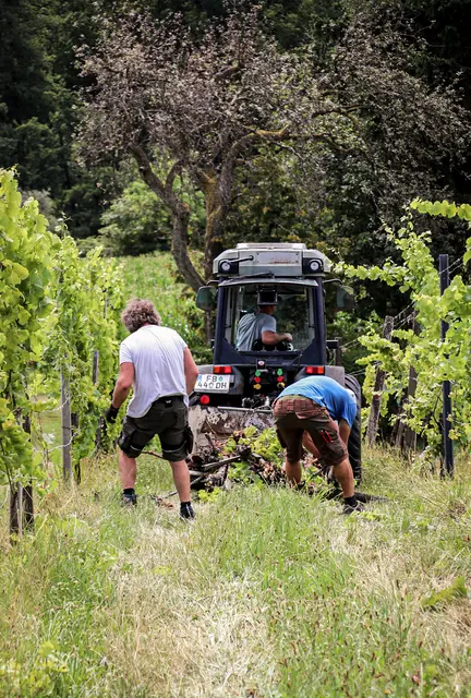 Das Weingut Winkler-Hermaden hat in Klöch bereits vier Hektar gerodet. | Foto: KK