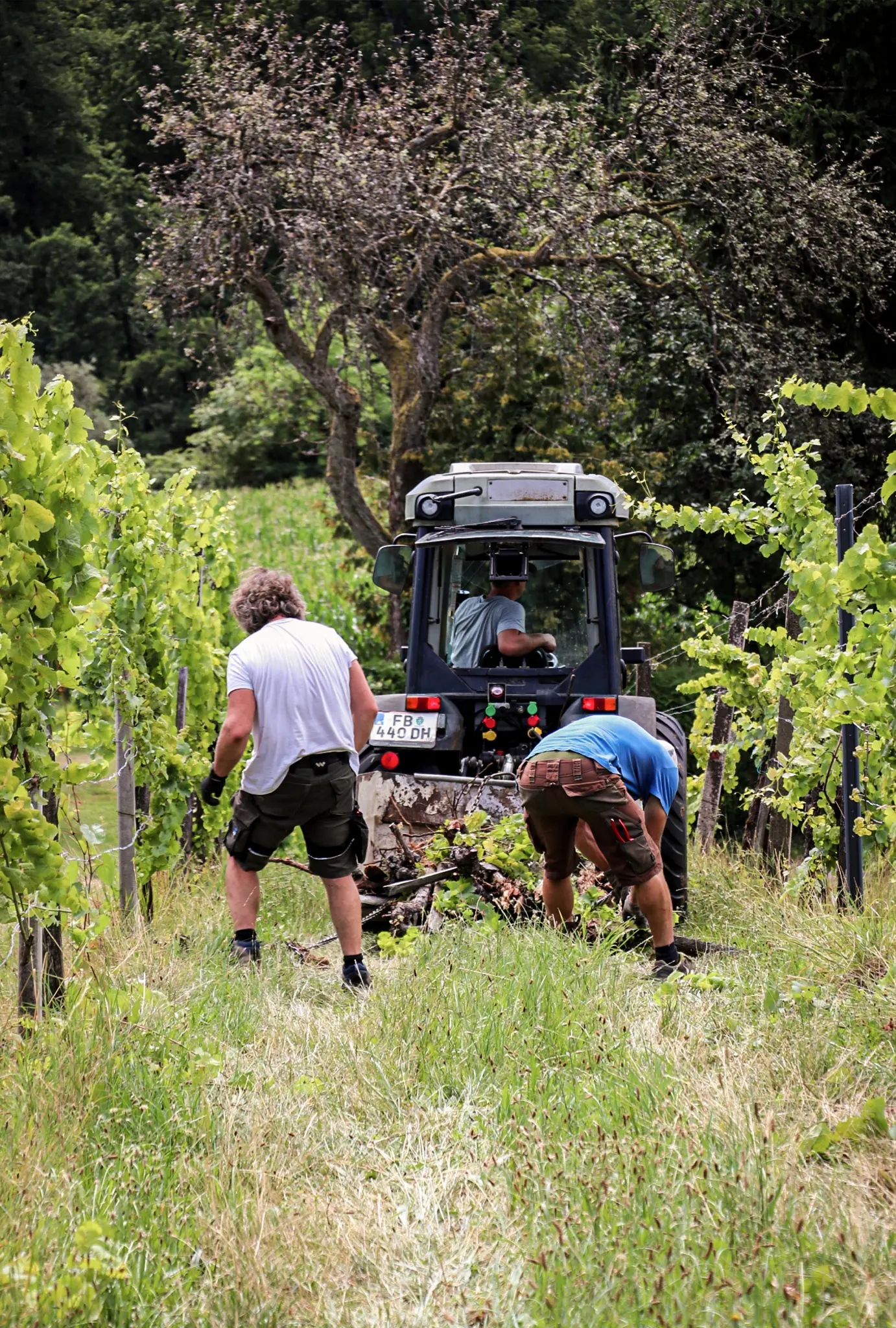 Steht-der-Weinbau-vor-dem-Aus-